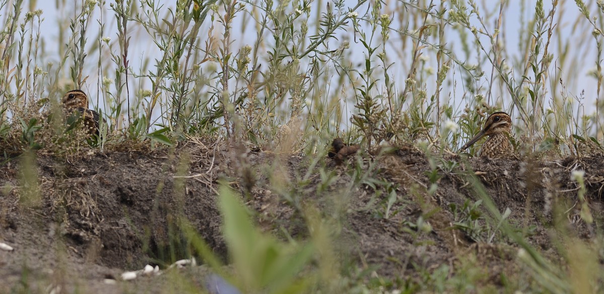 Wilson's Snipe - ML467342321