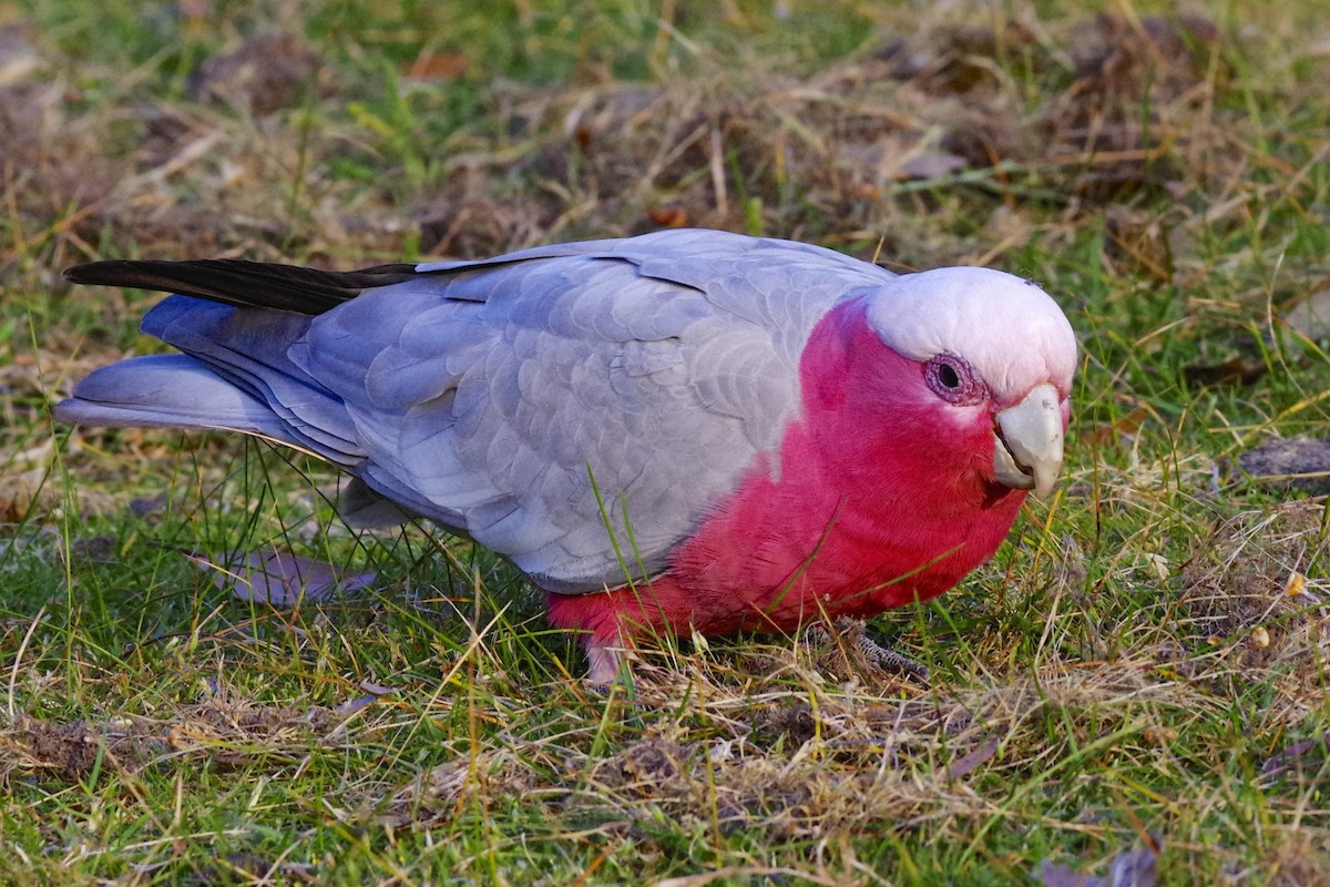 Galah - ML467342471