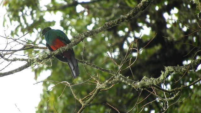 Golden-headed Quetzal - ML467342731