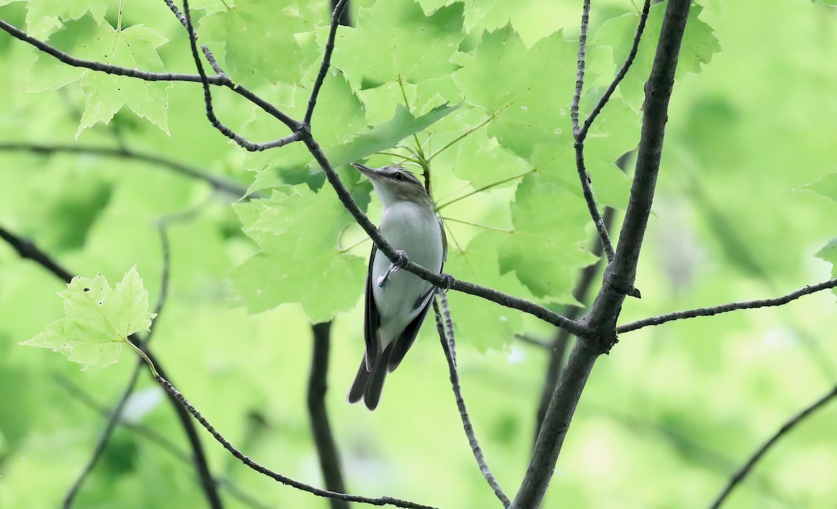 Kızıl Gözlü Vireo - ML467343321