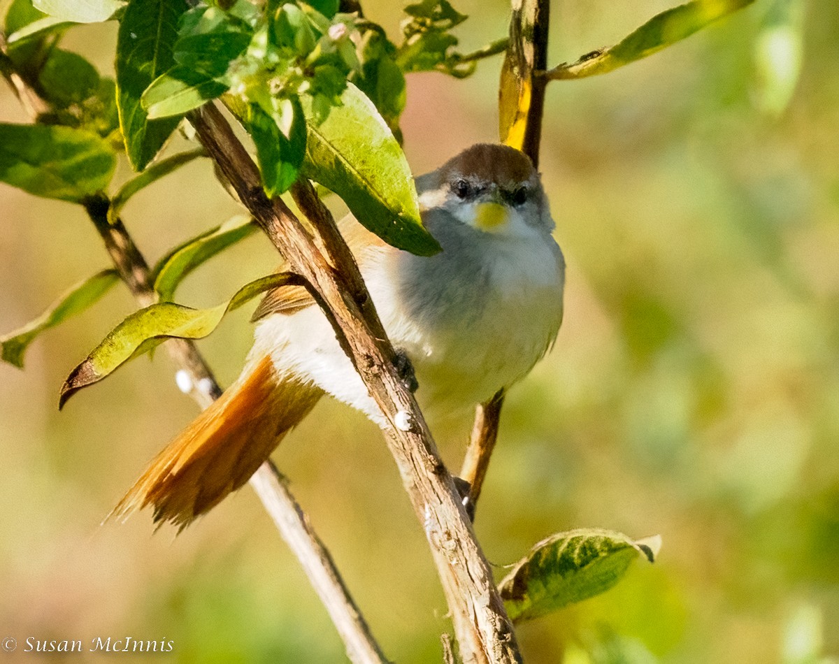 Yellow-chinned Spinetail - ML467344031