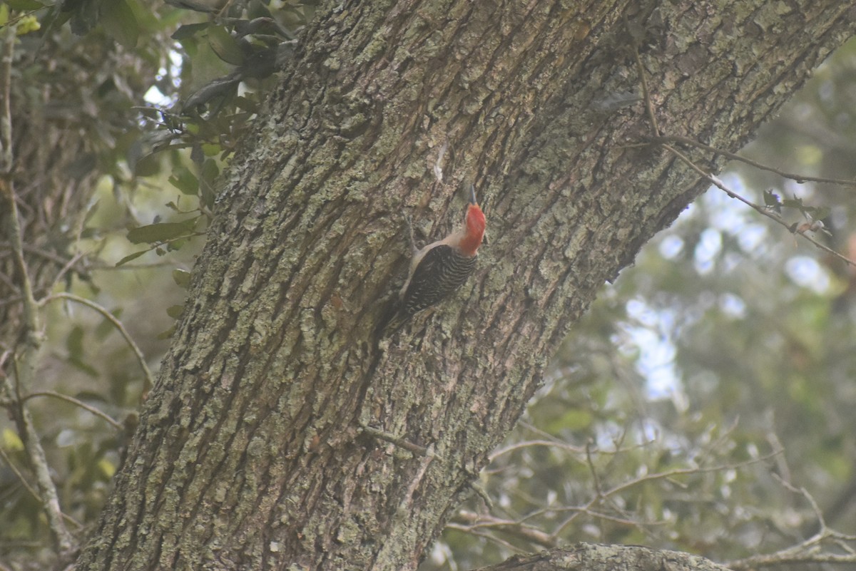 Red-bellied Woodpecker - ML467344421