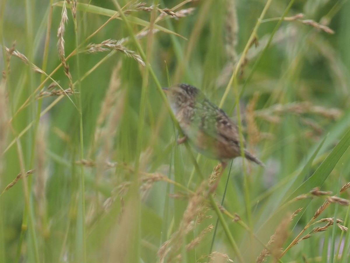 Sedge Wren - ML467345661