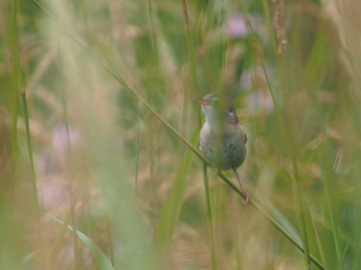 Sedge Wren - ML467345671