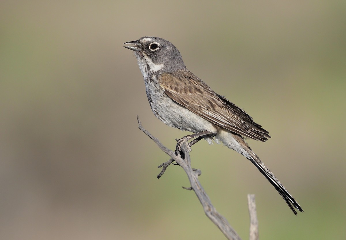Sagebrush Sparrow - Aidan Brubaker