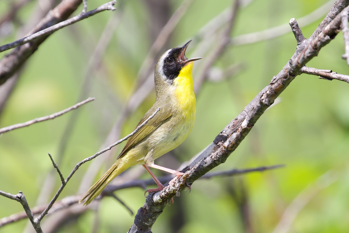 Common Yellowthroat - ML467347561