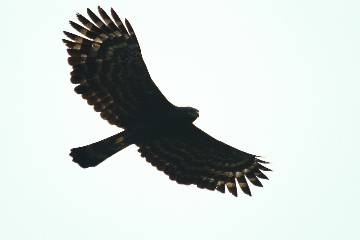 Black Hawk-Eagle - ML467348441