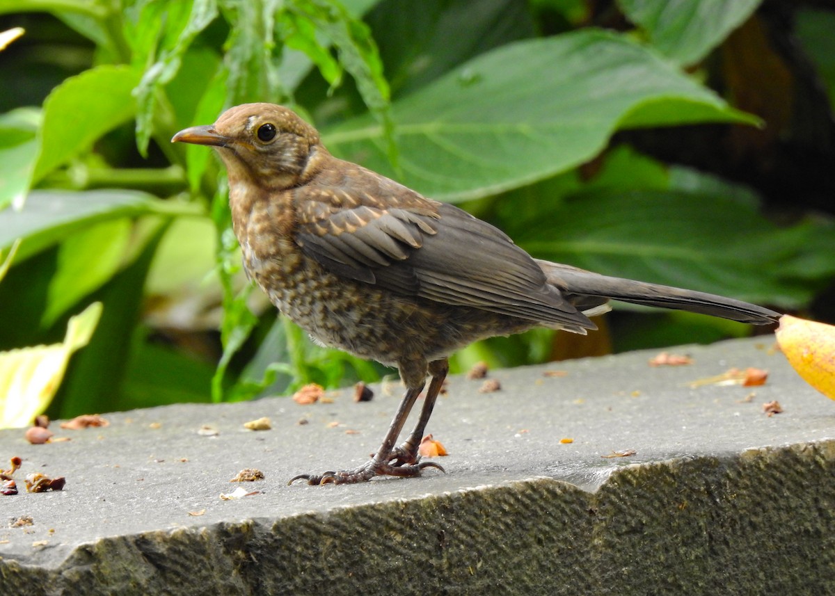 Eurasian Blackbird - ML467348461