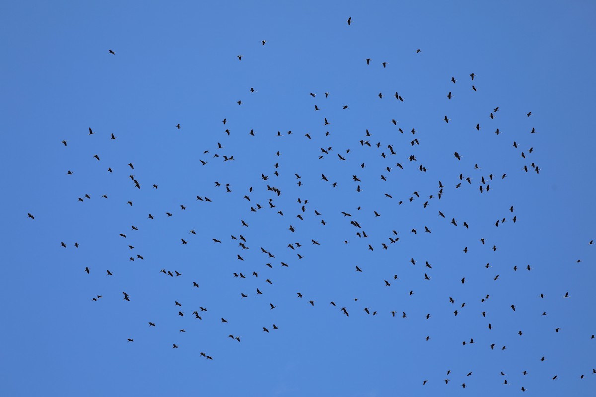 Glossy Ibis - ML467349881