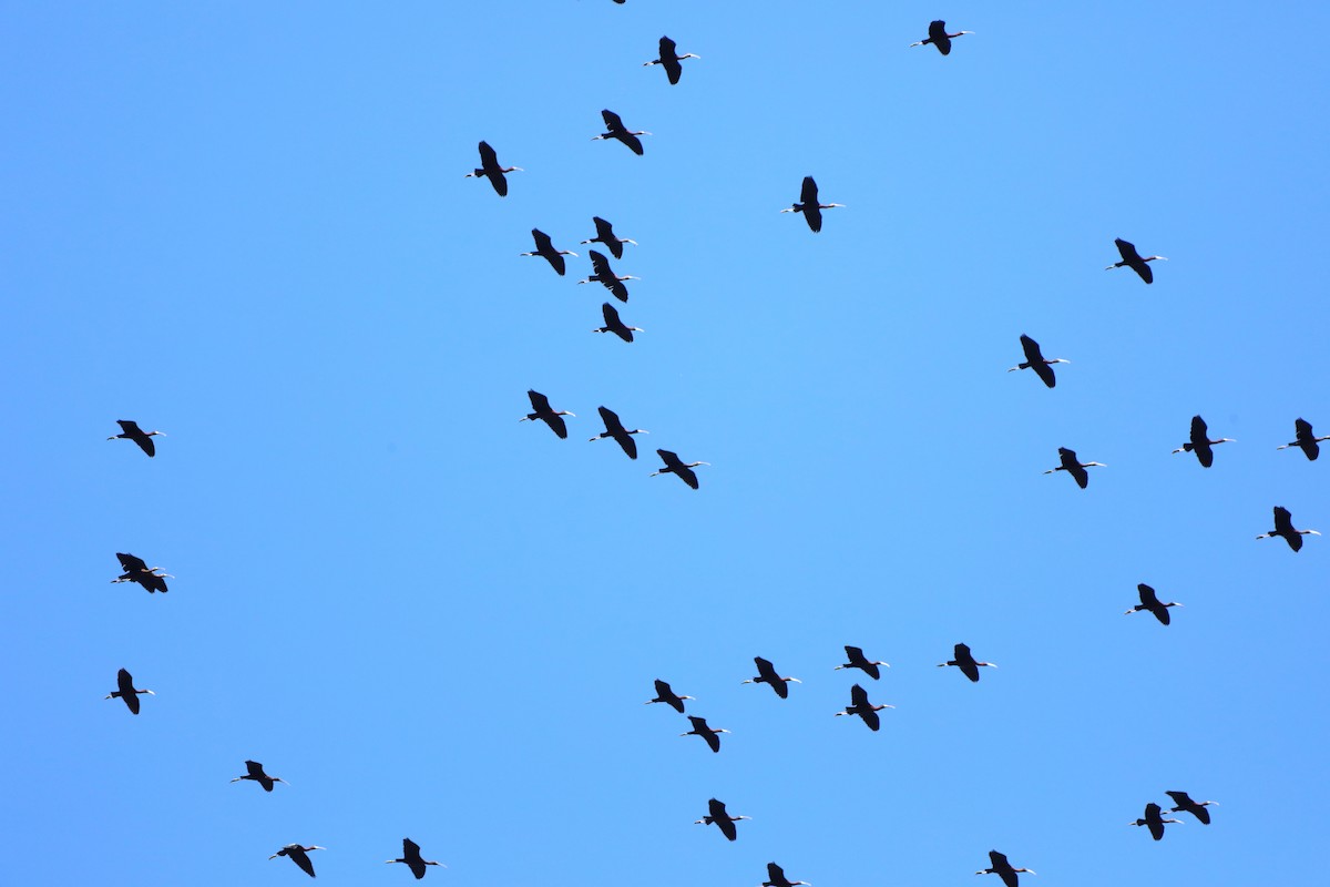 ibis hnědý - ML467349891