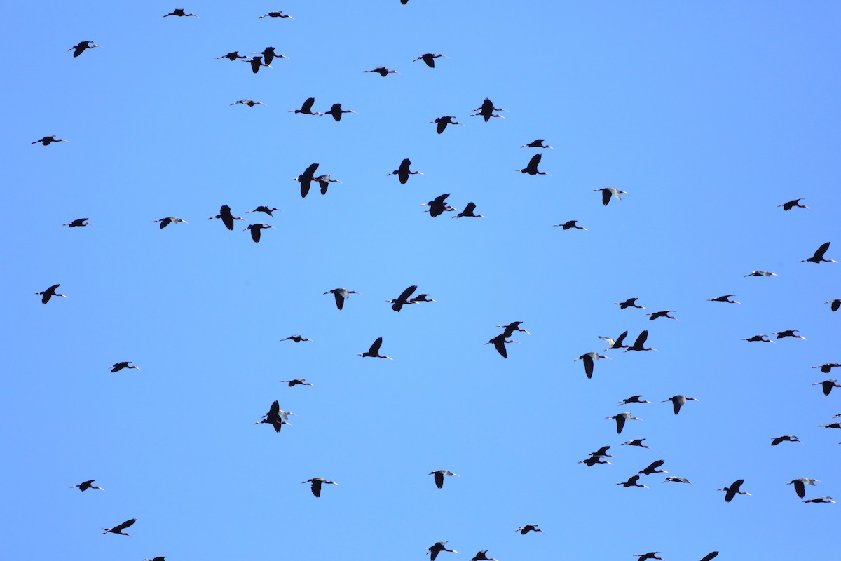 Glossy Ibis - ML467349921