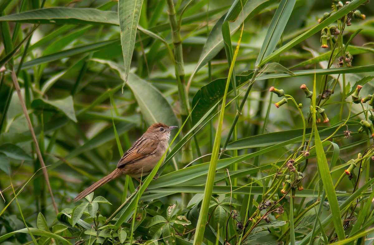 Tawny Grassbird - ML46735051