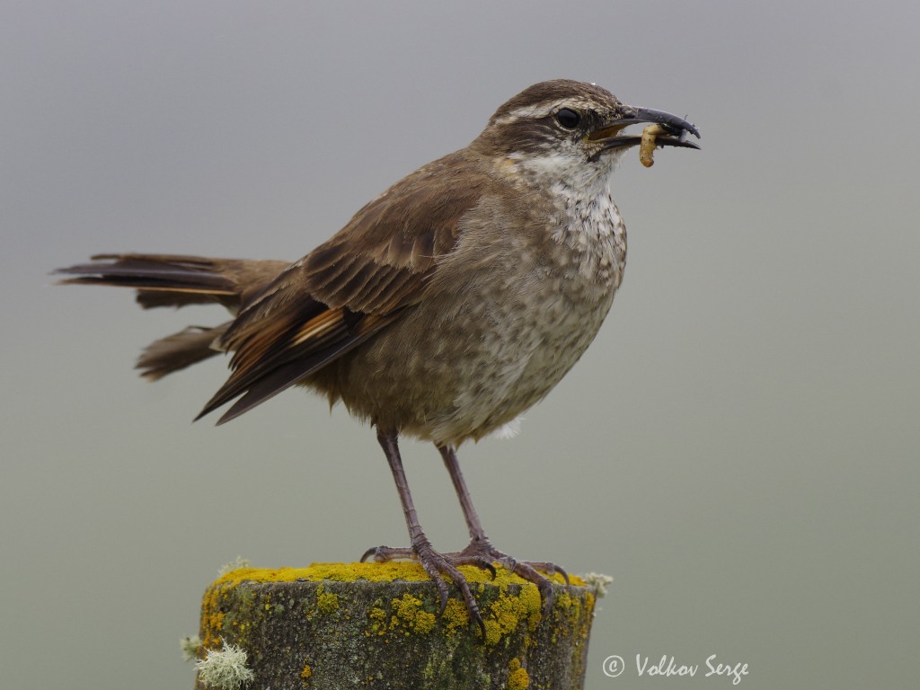 Stout-billed Cinclodes - ML467350591