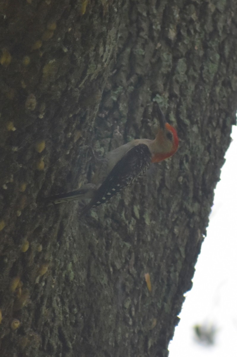 Red-bellied Woodpecker - ML467351371