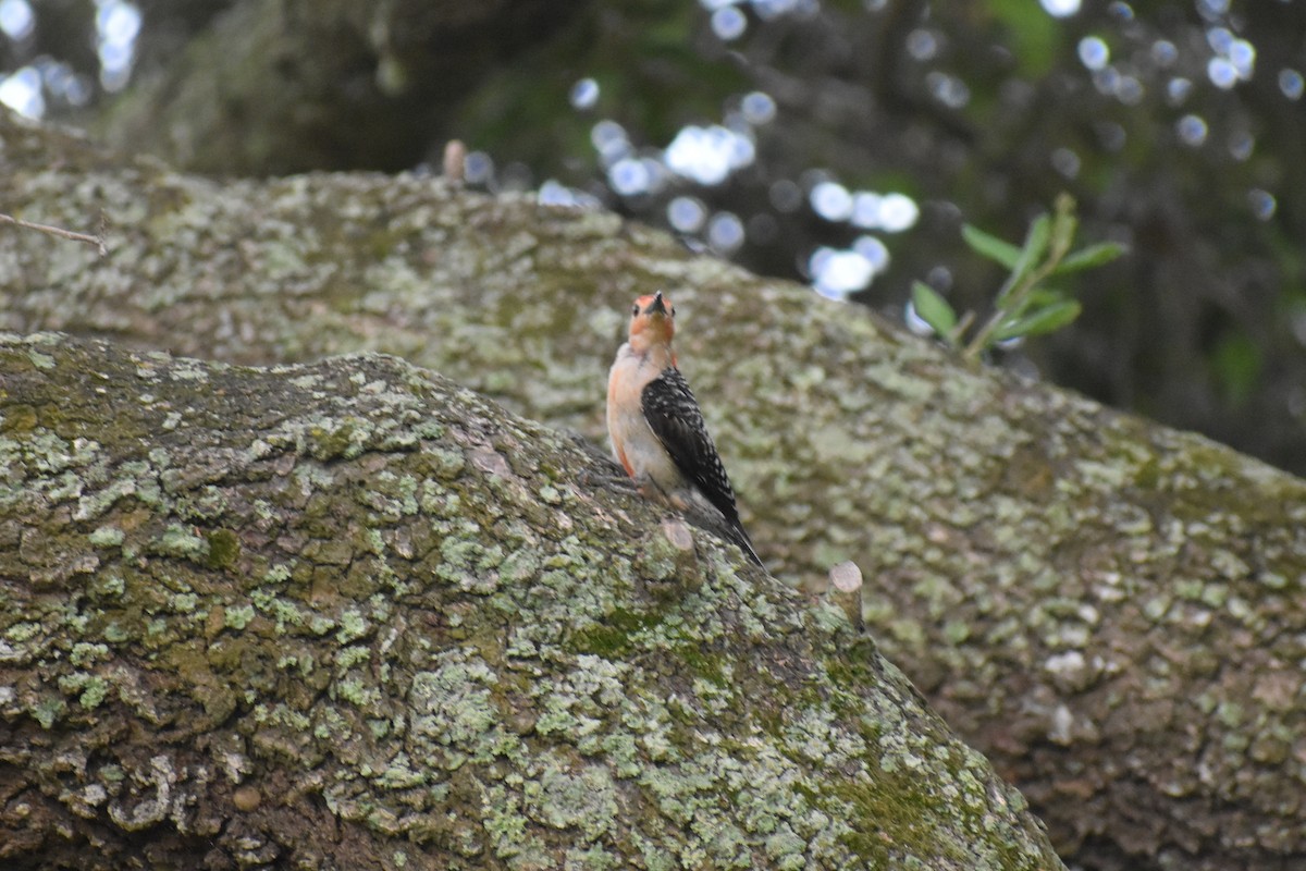 Red-bellied Woodpecker - ML467351581