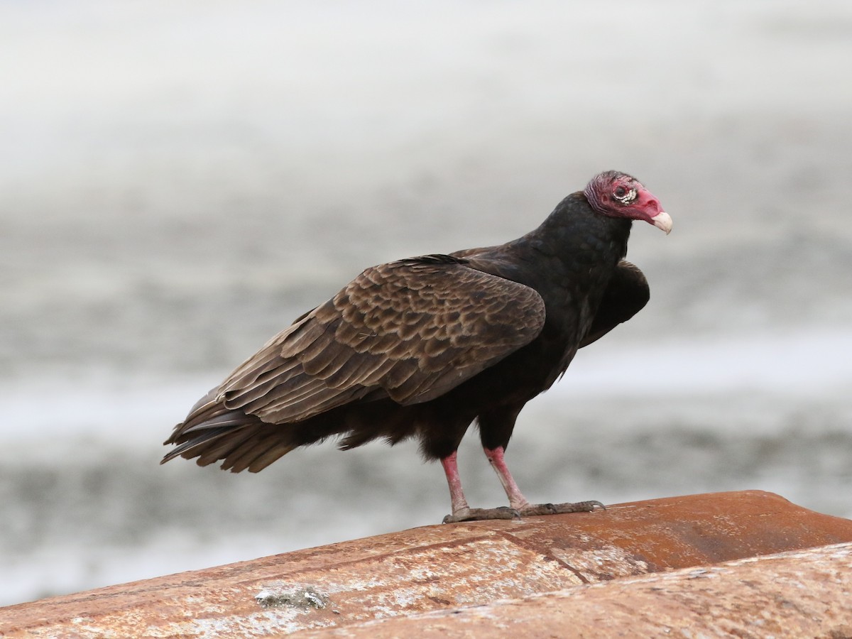 Turkey Vulture - ML467351611