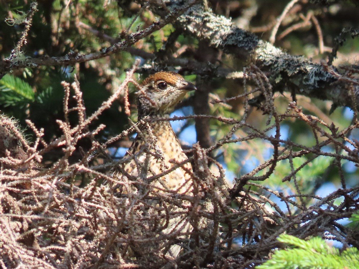 Ruffed Grouse - ML467352521