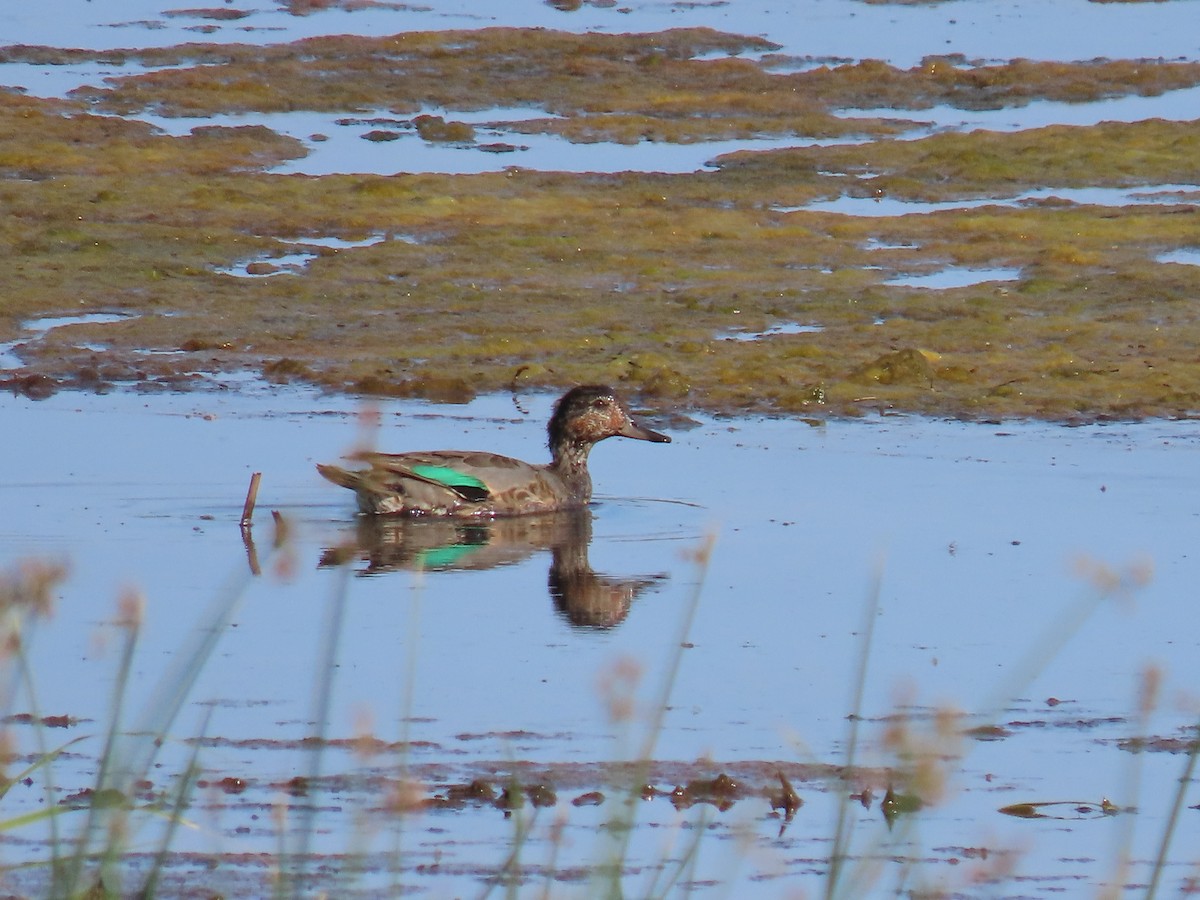 Green-winged Teal - ML467352741