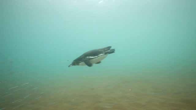 Pingüino de Galápagos - ML467353