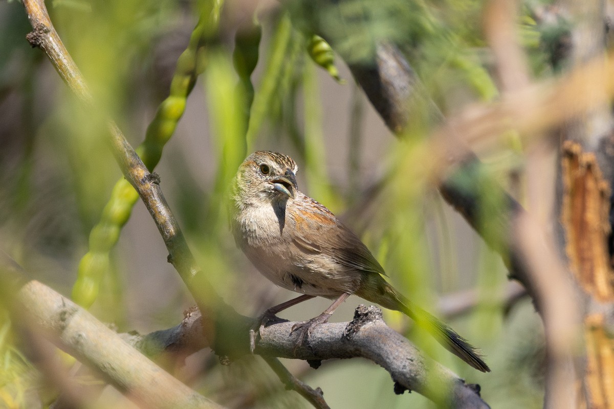 Botteri's Sparrow - Michael Henry