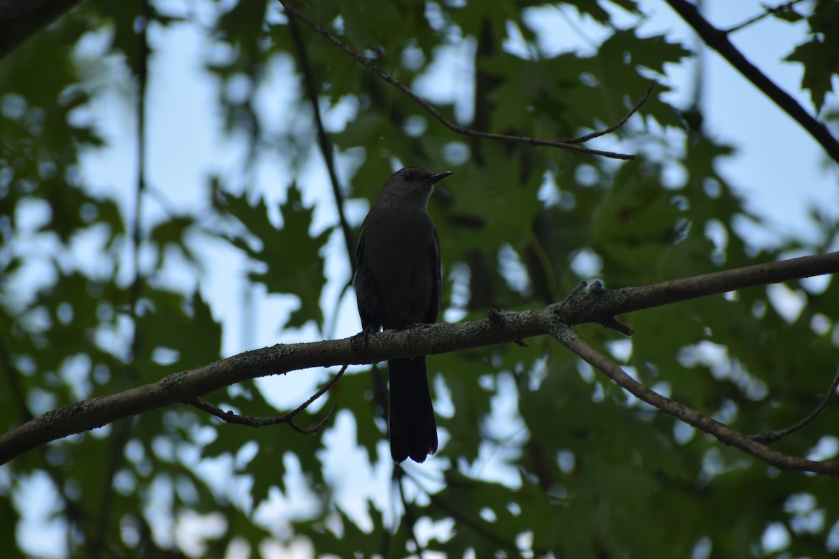 Gray Catbird - ML467353681