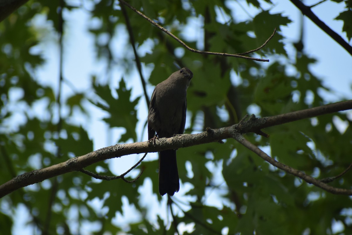 Gray Catbird - ML467353691