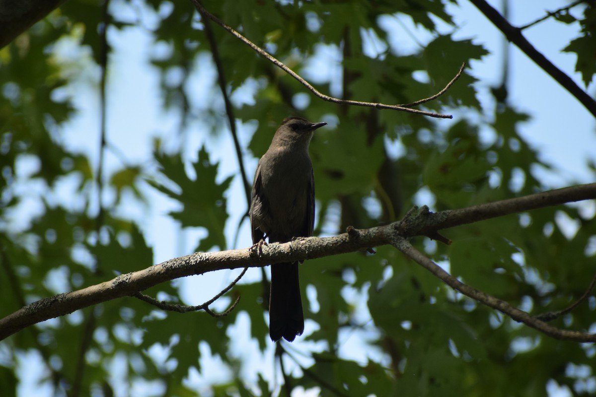 Gray Catbird - ML467353701