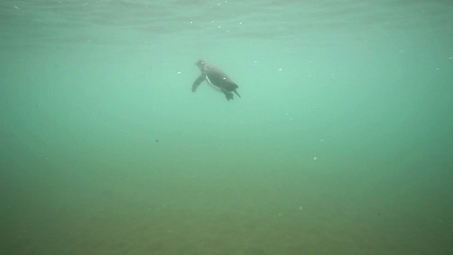 Galapagos Penguin - ML467354