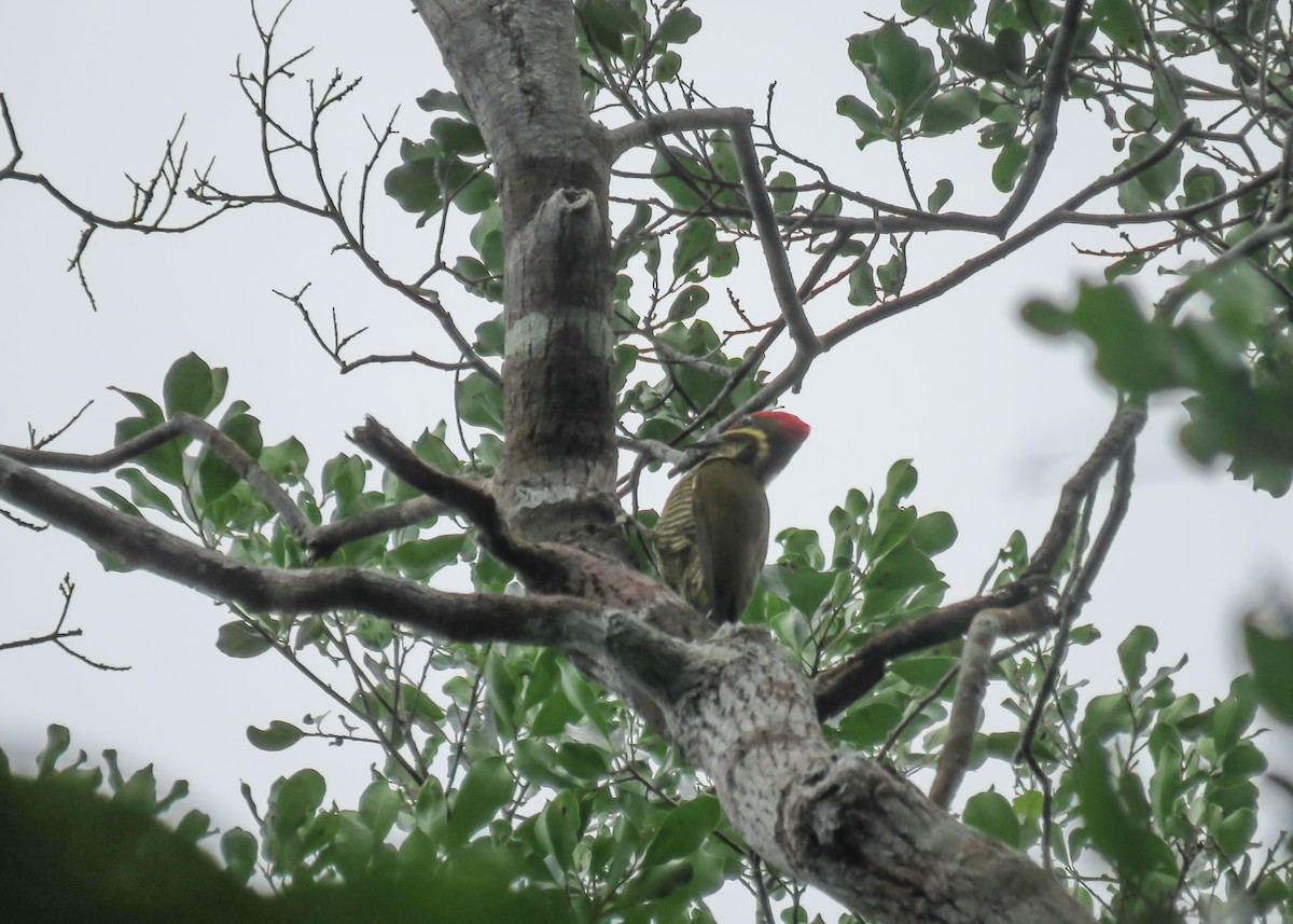 Golden-green Woodpecker (Bar-throated) - ML467354241