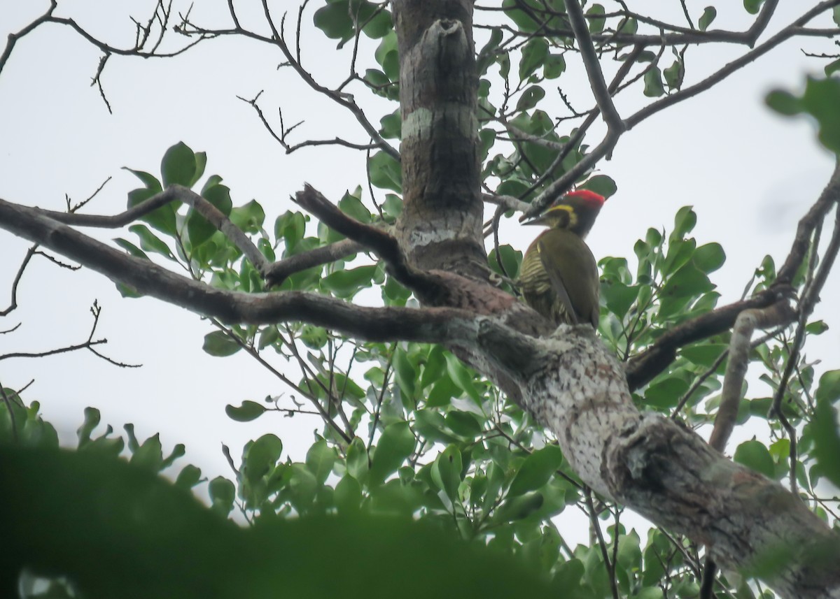 Golden-green Woodpecker (Bar-throated) - ML467354251