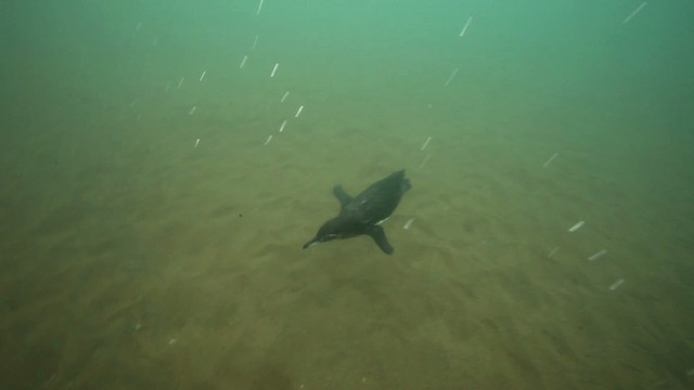 Galapagos Penguin - ML467355