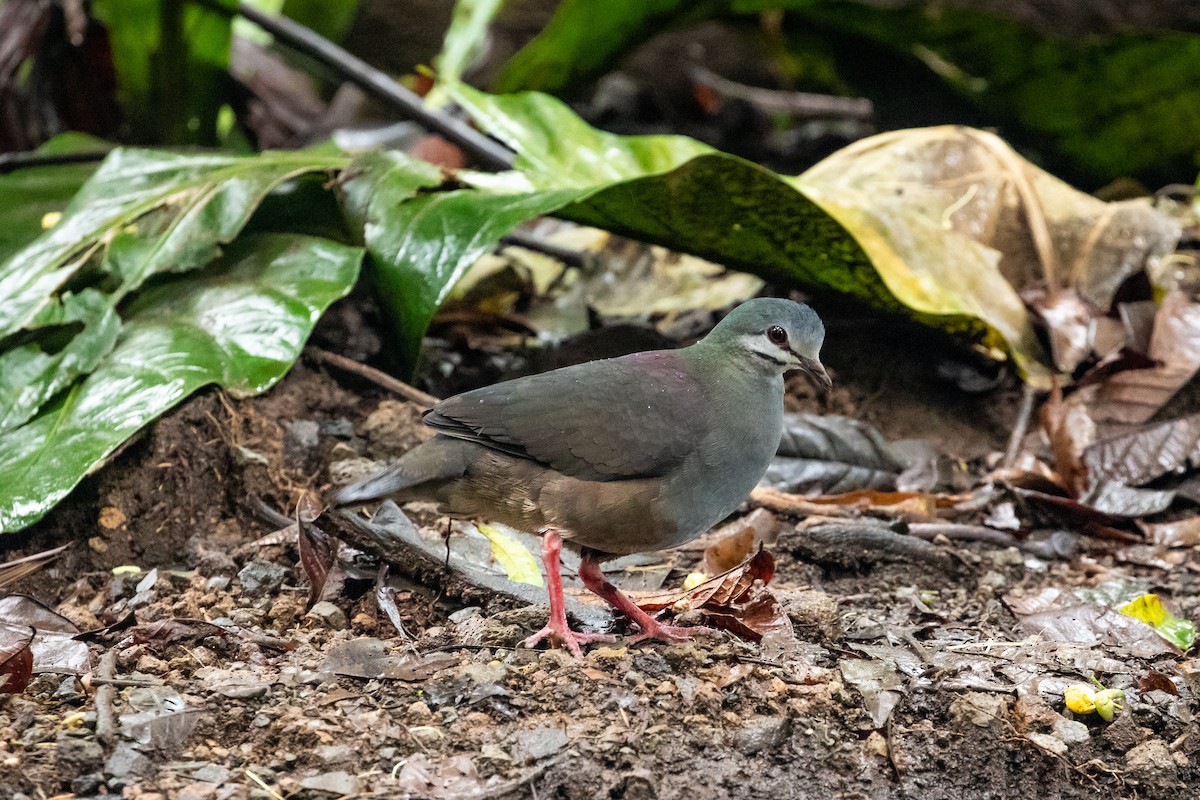 Purplish-backed Quail-Dove - ML467355701