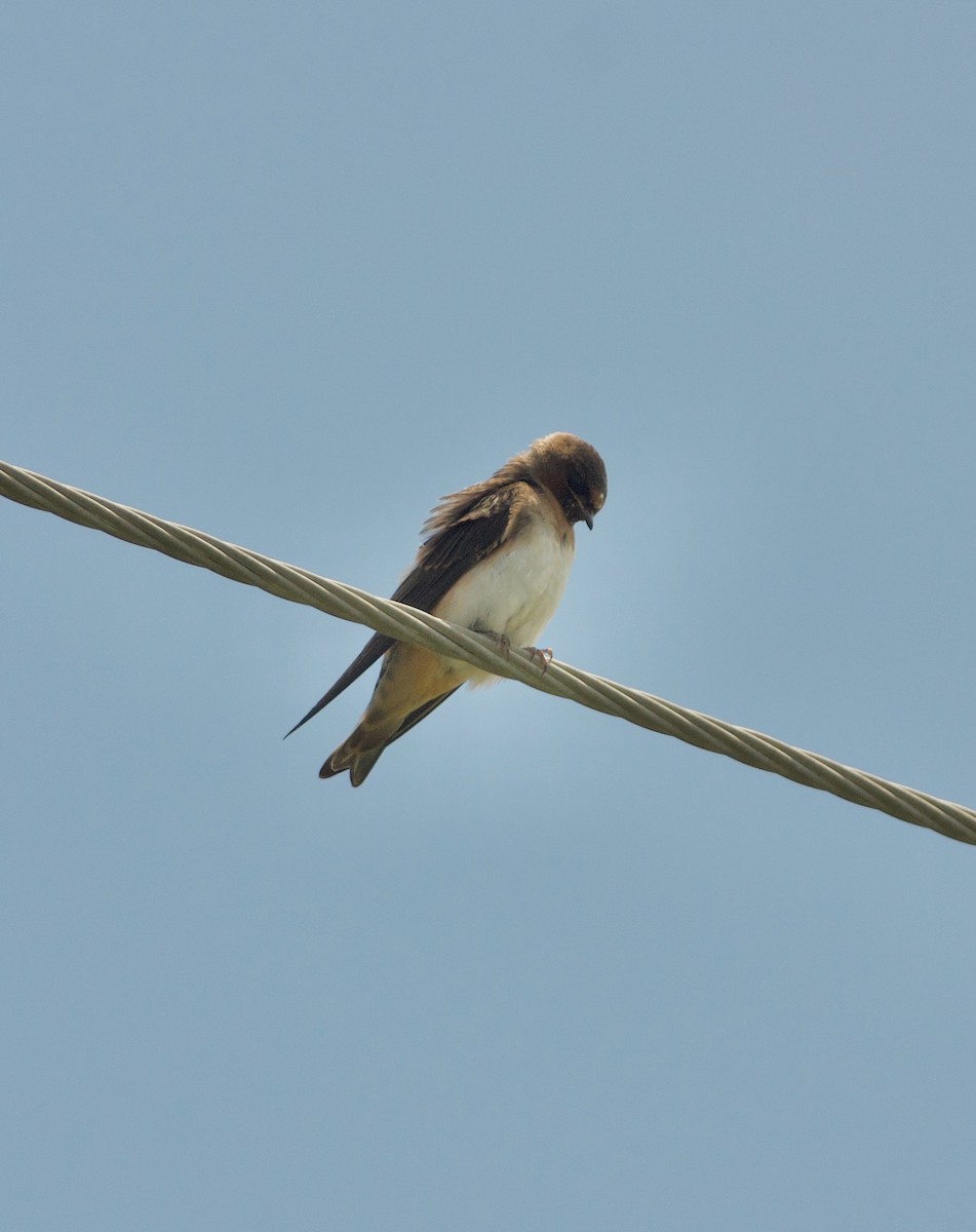 Cliff Swallow - ML467356061