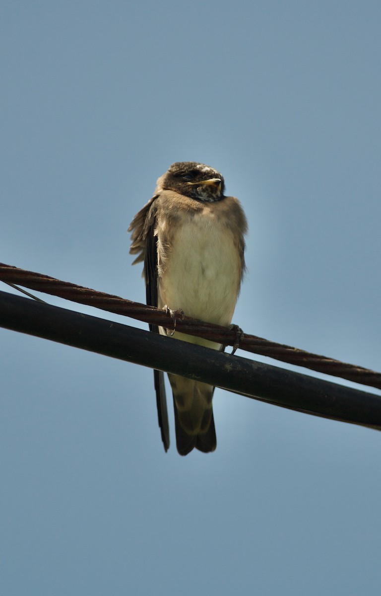 Cliff Swallow - ML467356071