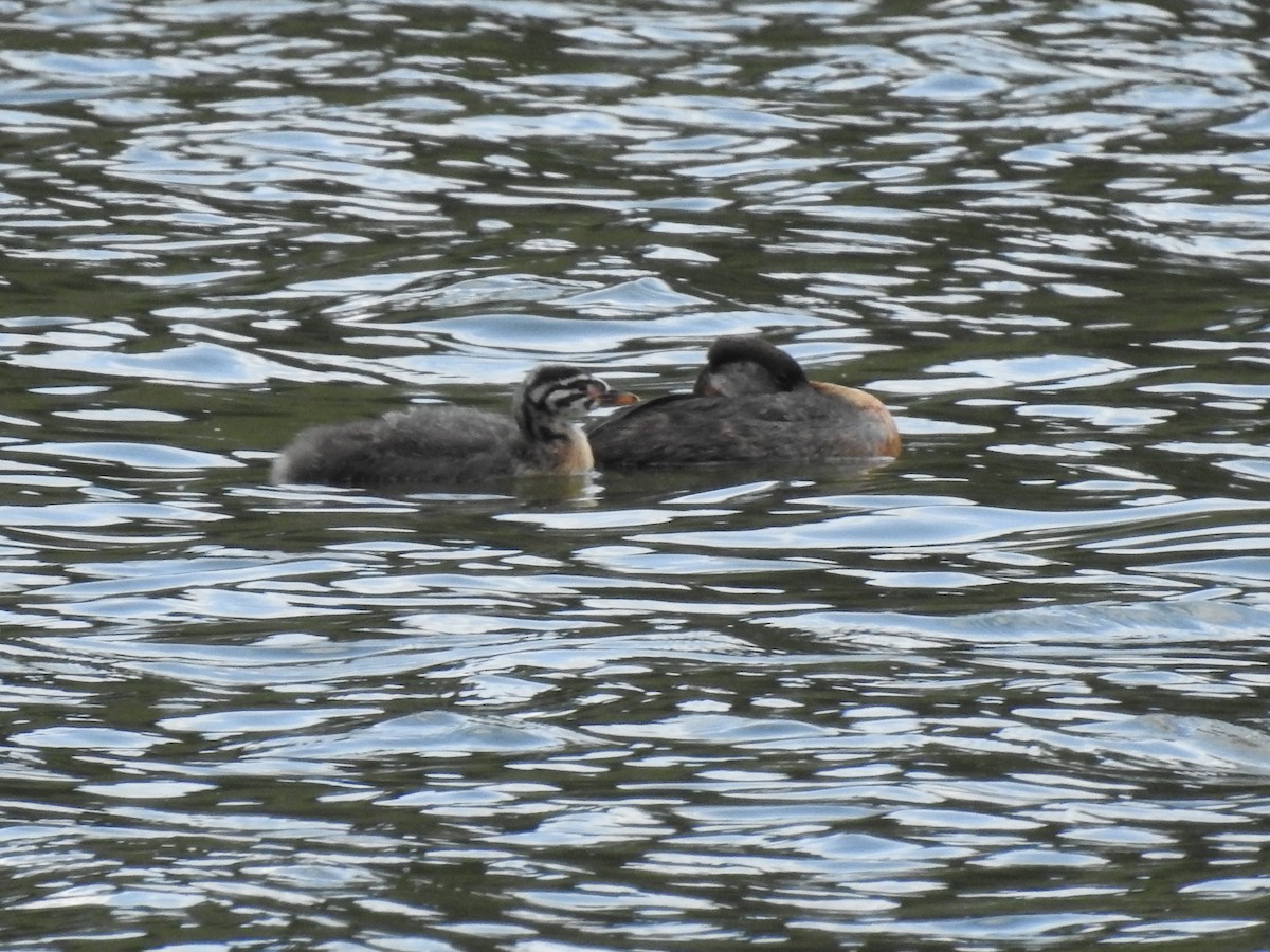 Red-necked Grebe - ML467356291