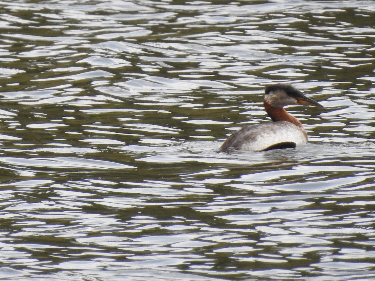 Red-necked Grebe - ML467356321