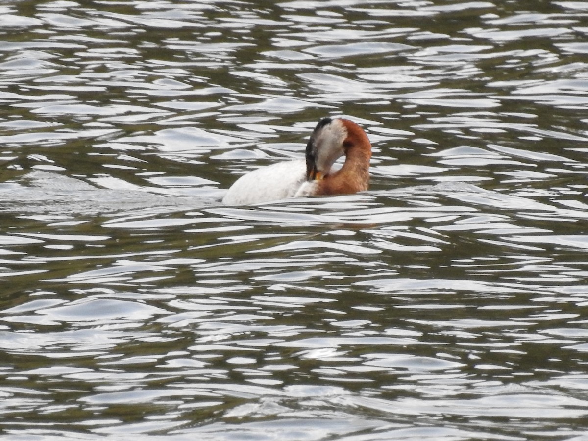 Red-necked Grebe - ML467356351