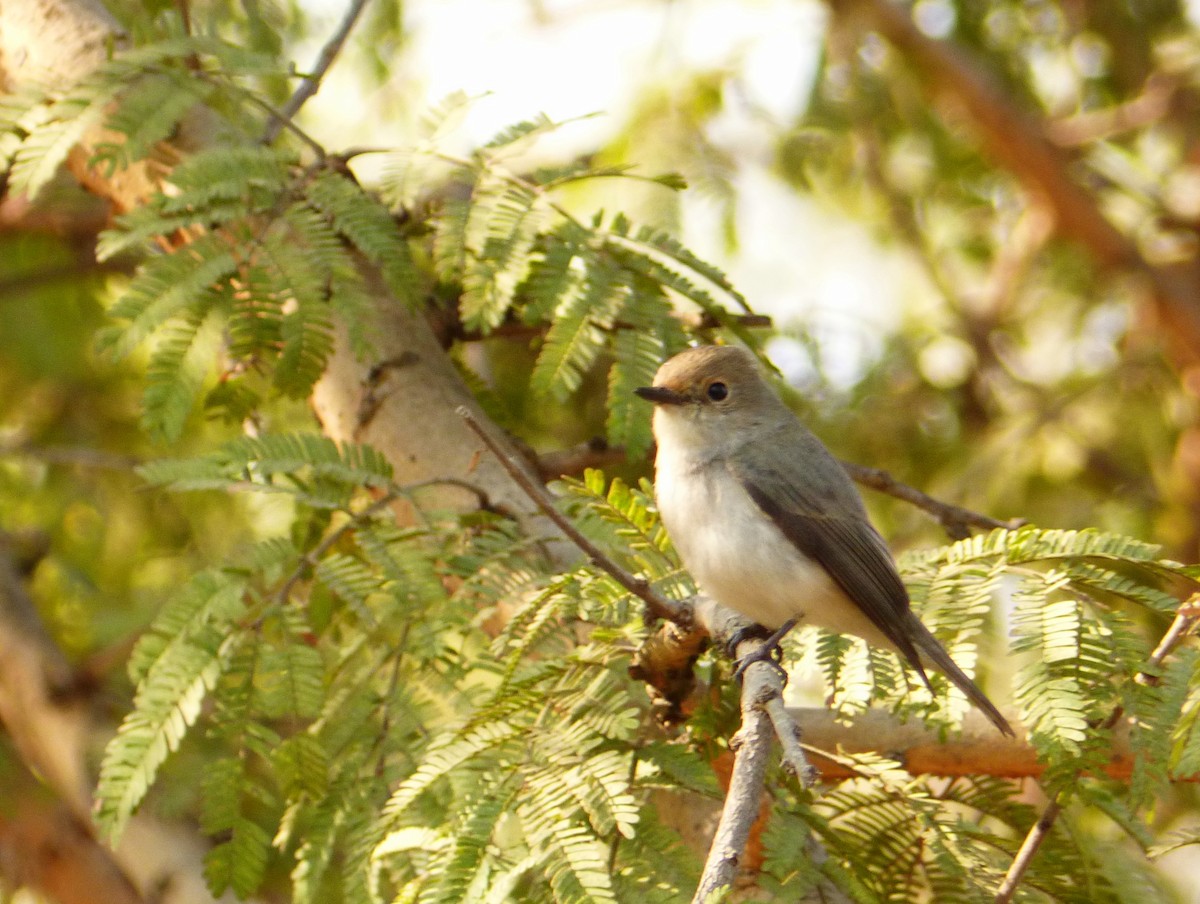 Ultramarine Flycatcher - ML46735651