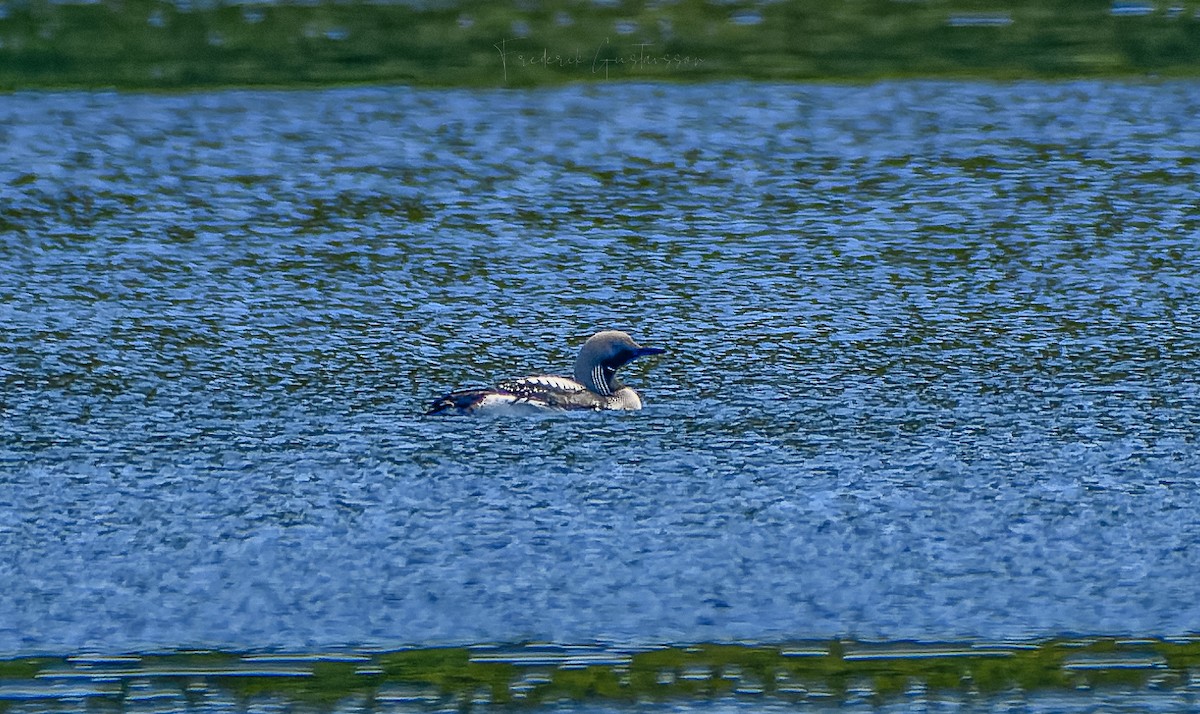 Arctic Loon - ML467356511