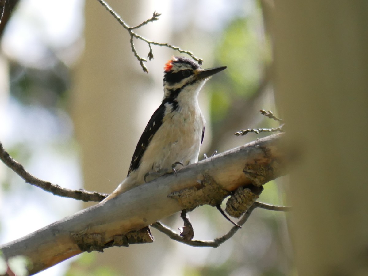 Hairy Woodpecker (Rocky Mts.) - ML467356901