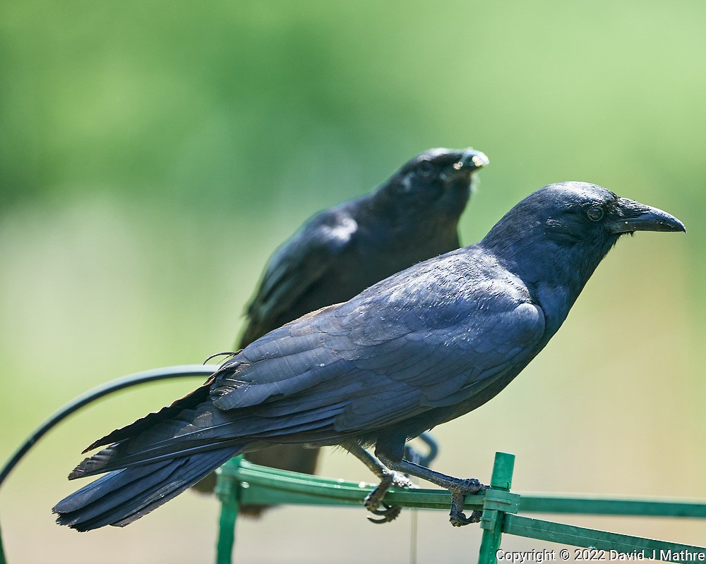 American Crow - David Mathre