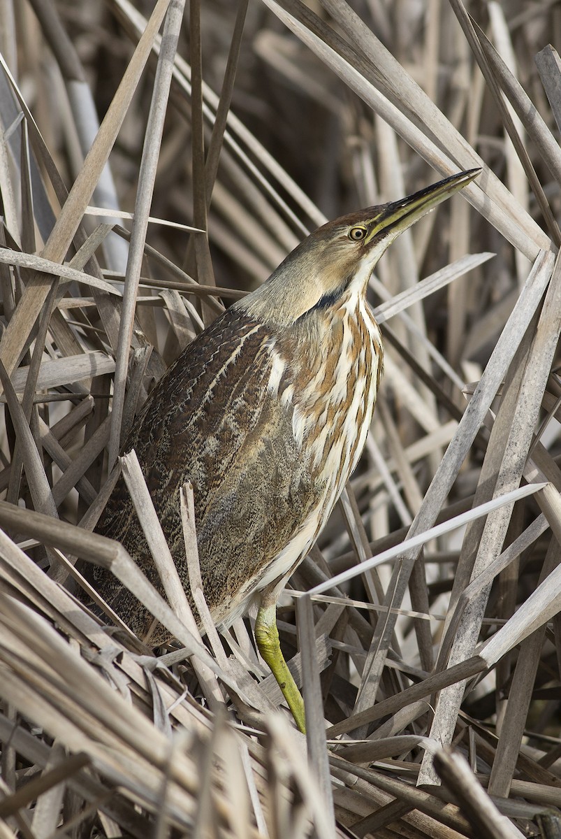 American Bittern - ML46735981