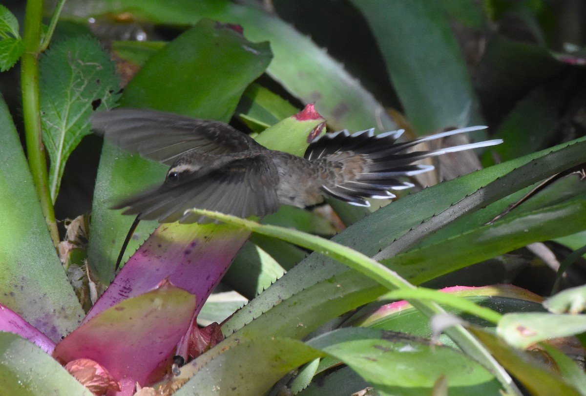 kolibřík západomexický (ssp. griseoventer) - ML467360111