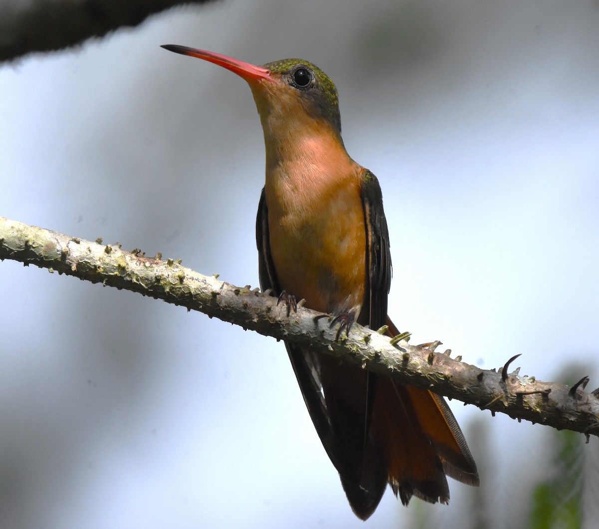 Cinnamon Hummingbird - Chris Rohrer