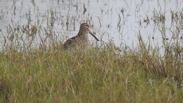 Bécassine du Paraguay - ML467362081