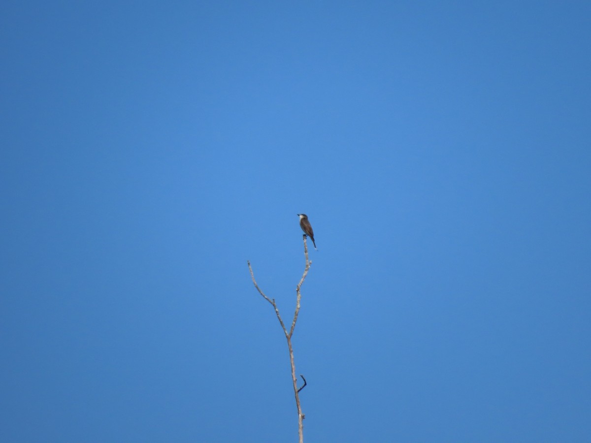 Eastern Kingbird - Diane Bricmont