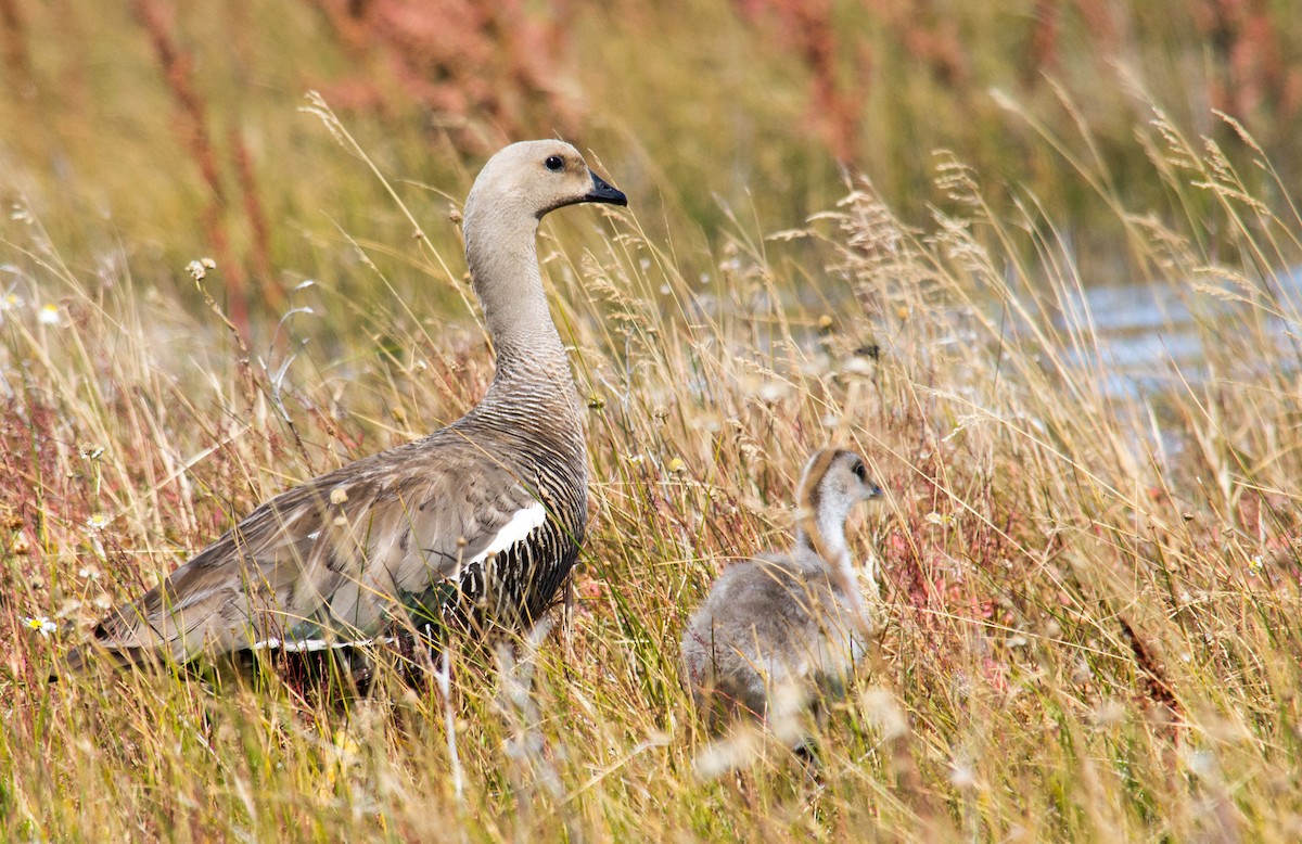 Upland Goose - ML46736741