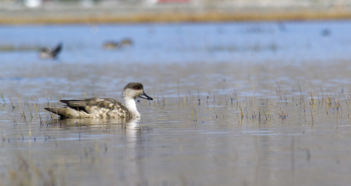 Crested Duck - ML46736761