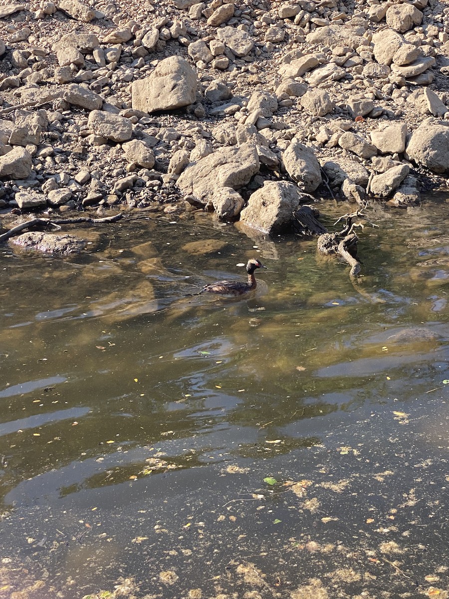 Horned Grebe - ML467368181