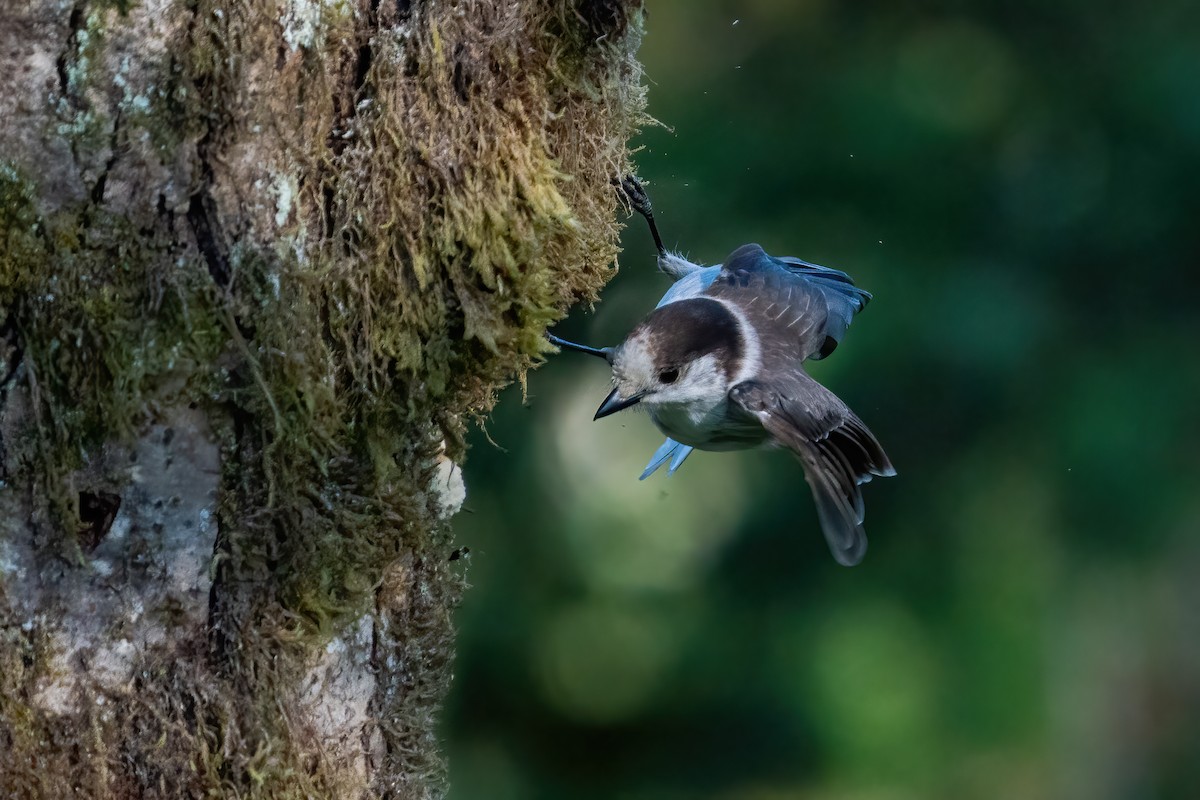 Canada Jay - ML467368601